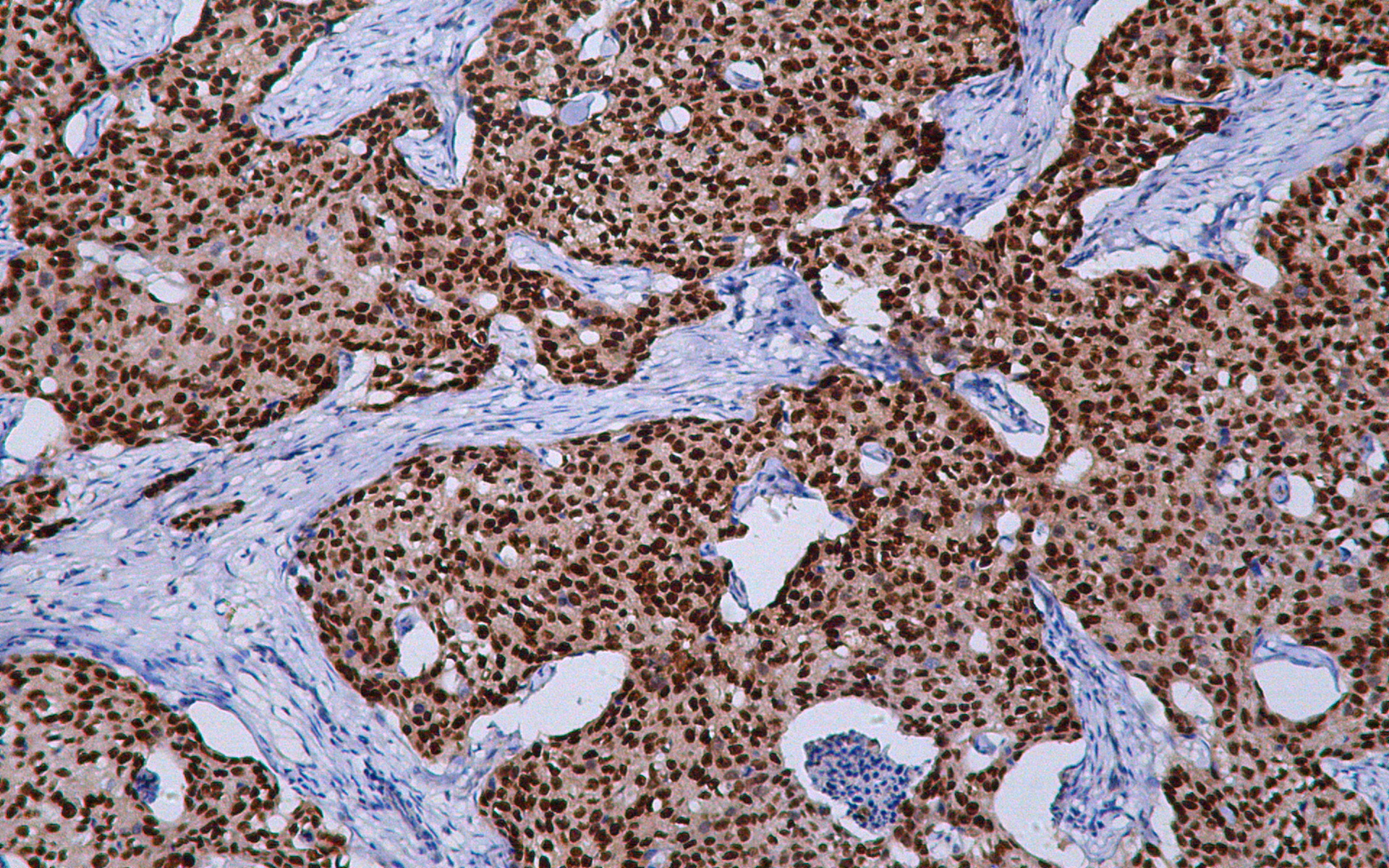 IHC - CD11b AD80462-010